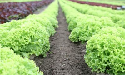 Rows of green lettuces in a lettuce patch