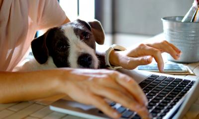 Female hands working from home on a laptop with a cute dog