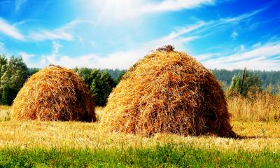 Piles of hay in a grassy field with trees on a sunny day